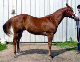 Chico - 2006 Sorrel Colt