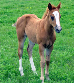 Un maned (Mia)