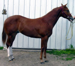Louie - Sorrel Colt